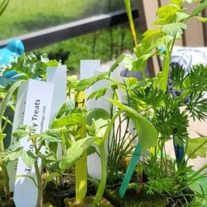 Seedlings In Rockwool $2 Each